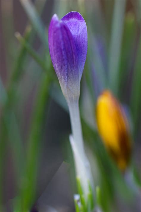 Krokus Forum F R Naturfotografen