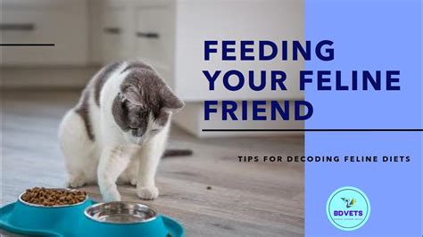 Decoding Feline Diets How Much And How Often To Feed Your Cat Youtube