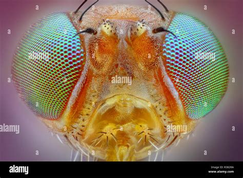 Extremadamente nítido y detallado estudio de mosca tomadas con un