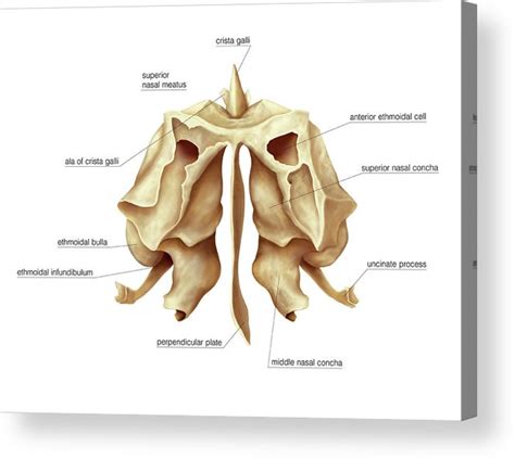 Ethmoid Bone Perpendicular Plate