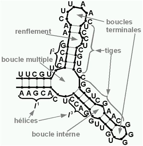 5 La structure primaire de l ARN est une chaîne de nucléotides a