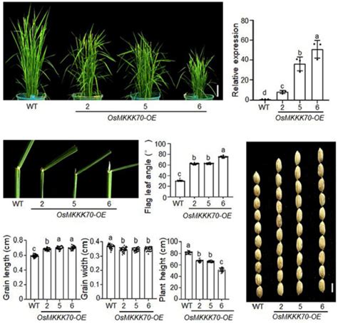 Osmkkk70 Regulates Grain Size And Leaf Angle In Rice Through The Osmkk4‐osmapk6‐oswrky53