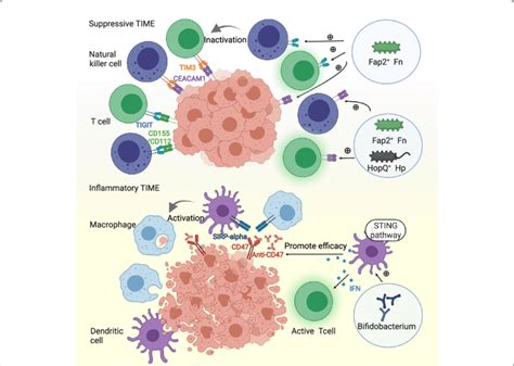 Microbial Stimulation Of Inhibitory Checkpoints Modulates The Tumor