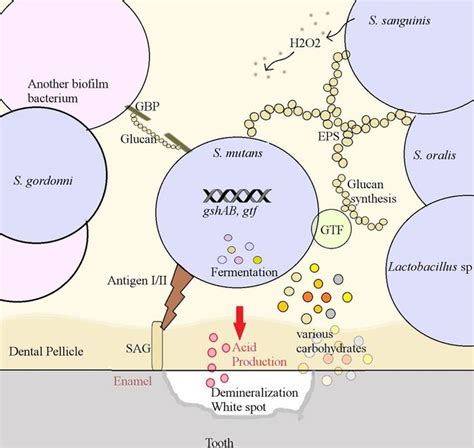 Streptococcus mutans biofilm - microbewiki