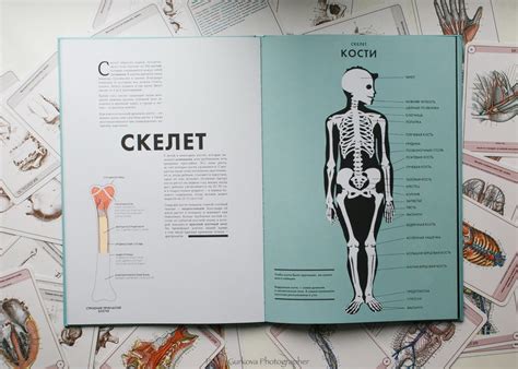 Анатомия (Элен Дрювер) — купить в МИФе