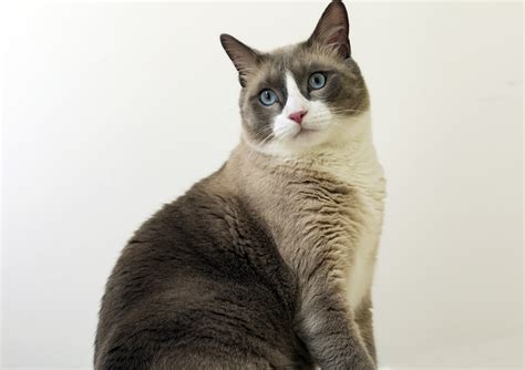 Snowshoe Cat Breed Information & Characteristics