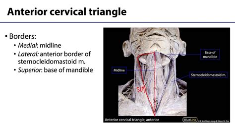 Anterior Neck Lo Anterior Cervical Triangle Youtube