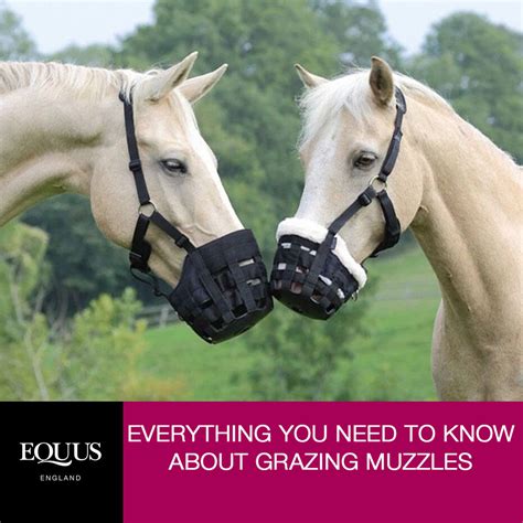 Muzzle up: Everything you need to know about grazing muzzles – EQUUS