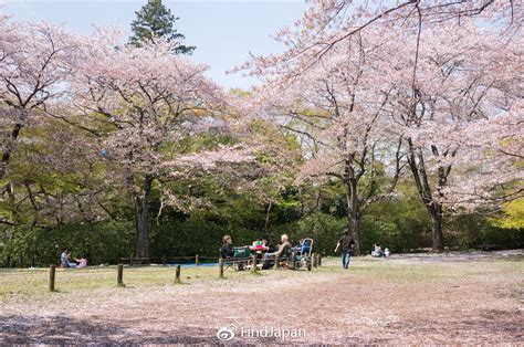 2019日本关东地区赏樱攻略——邂逅最美的樱花吉野目黑川樱花新浪新闻