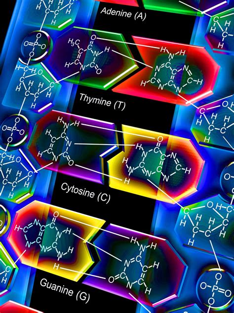 Four DNA bases good, six better - Cosmos Magazine