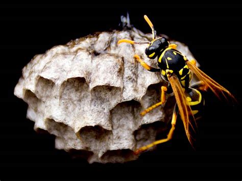 Wasp sting treatment - Waspinator - make your home a wasp free zones