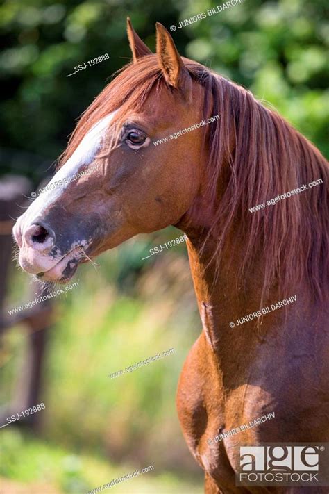 Chestnut Andalusian Horses