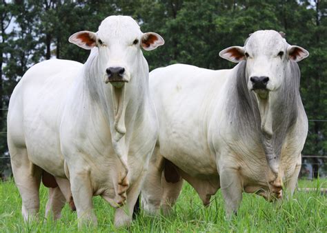 Boi Gado Doméstico é Uma Espécie De Bovino Do Gênero Bos