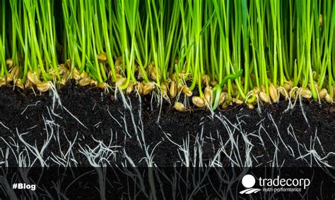 Qu Es El Sistema Radicular De Las Plantas Nucleo Jardin