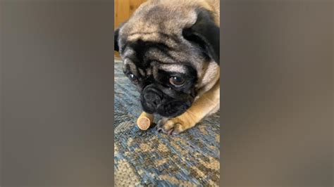 Pug Growling Guarding Treat Shorts Pug Funnypug Youtube