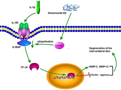 Ginsenoside Rd Inhibits Il Induced Inflammation And Degradation Of