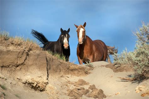 Wild Horses of Theodore Roosevelt National Park – Into the Wild We Go