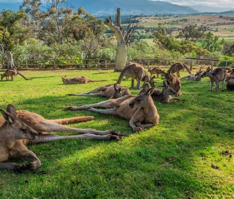 Where To See Kangaroos In Australia Top Places Wild Travel Blog