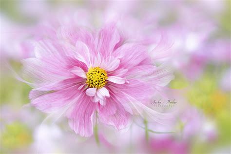 Cosmos Bipinnatus Rosetta Null Petals Flowers Photography Cosmos