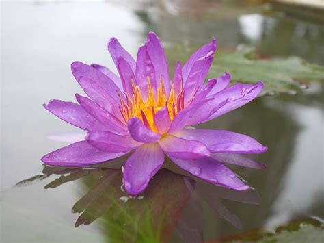 Nymphaea Turtle Island Violicious ISG HxT Water Lily Klong15 006