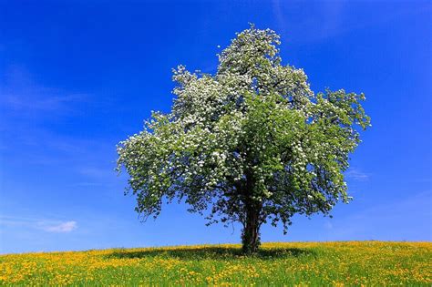 Pear Tree In Blossom Spring License Image 70598561 Lookphotos