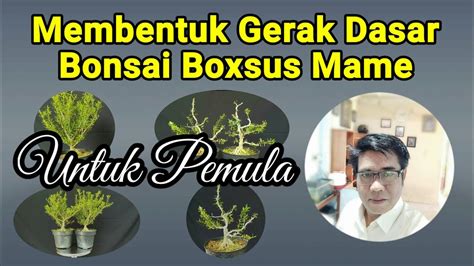 Cara Membentuk Gerak Dasar Bonsai Boxsus Mame YouTube