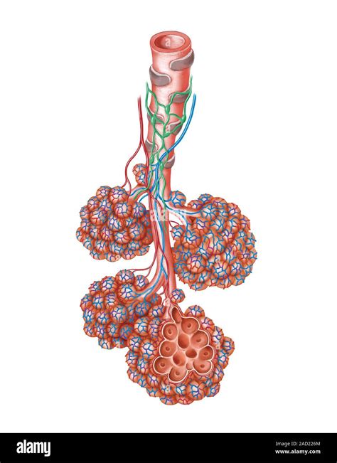 Ilustración de los alvéolos pulmonares y del tracto intrapulmonar Esta