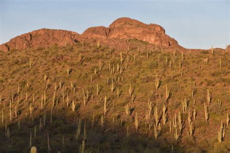 Sonoran Desert National Park Stock Photos Pictures And Royalty Free