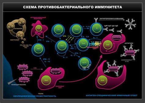 Презентация на тему: УЧЕНИЕ ОБ ИММУНИТЕТЕ