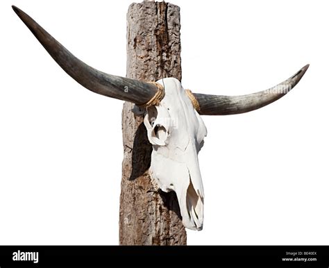 Longhorn skull hi-res stock photography and images - Alamy