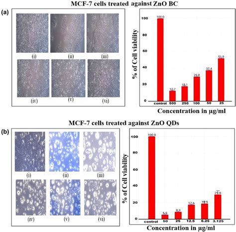 A B Cell Viability And Mtt Assay Images Using Phase Contrast