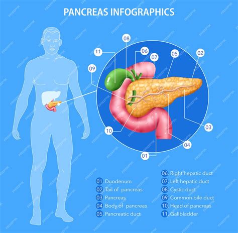 Pancreas No Corpo Humano - 6