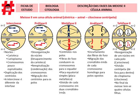 Mapa Mental Meiose Ii Meiose Biologia Mapas Mentais The Best Porn Website