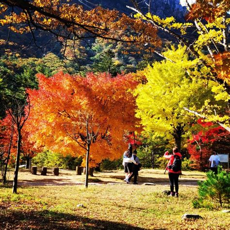 2021 Korean Autumn Foliage With Etourism Korea Etourism