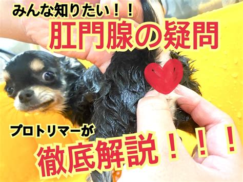 【元町トリミング】肛門腺ってこれで絞れてる？？必見！！プロが解説！！ マルワンblog ペットショップ マルワン 小さめ子犬 美形な