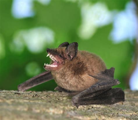 Brown Bat Bite