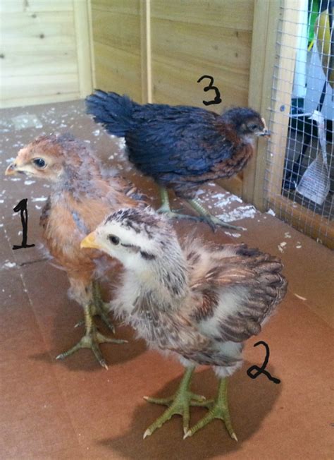 4 Week Old Ameraucana Hen Welsummer Rooster Chicks Backyard