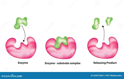 Enzyme Lock And Key Model Synthesis Metabolic Processes Vector