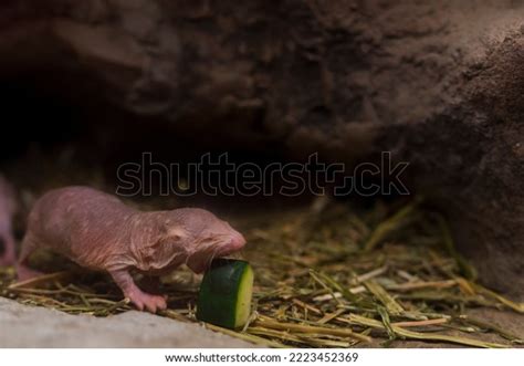 Naked Mole Rat Terrarium Stock Photo Shutterstock