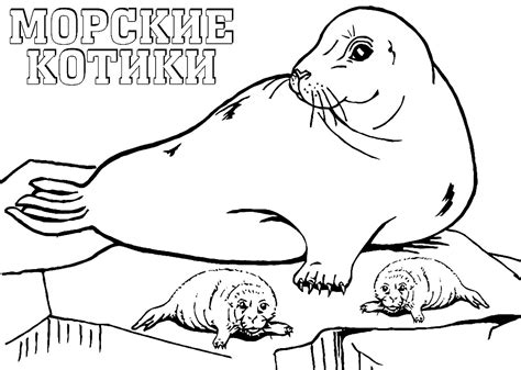 Раскраска Морской Котик