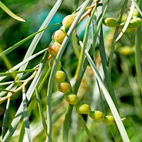 Shoestring Acacia Wahat Al Sahraa