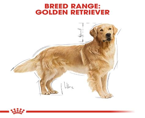 Buy Royal Canin Golden Retriever Adult Dog Dry Food Tailored