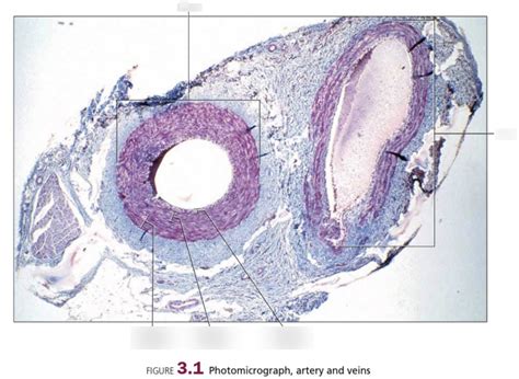 Histology Of Artery And Vein Diagram Quizlet