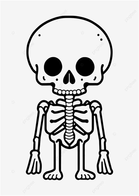 Cute Skeleton Vector Skeleton Line Art Vector Png Transparent