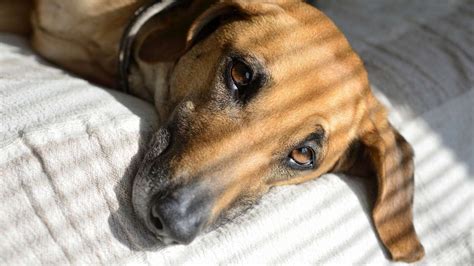 A Mi Perro Le Suenan Las Tripas Causas Y Tratamiento