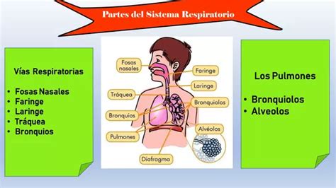 Sistema Respiratorio Profe Social