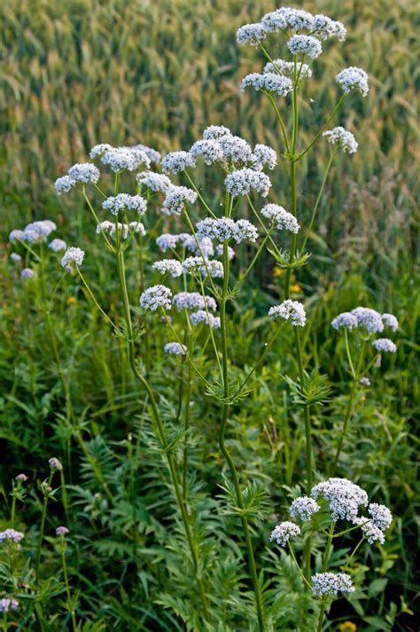 Echter Baldrian Dein Garten ökologisch And Pflegeleicht