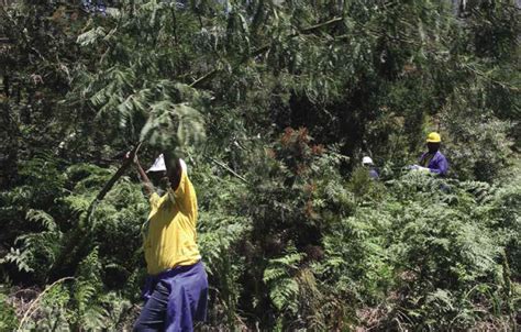 A Practical Guide To Managing Invasive Alien Plants Bettys Bay