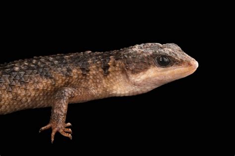 Ani098 00207 Joel Sartore