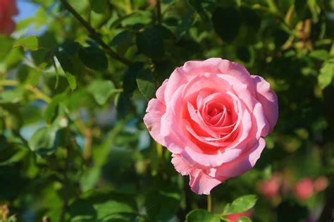 Rose Feder Rosa Kostenloses Foto Auf Pixabay Pixabay